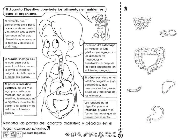 Aparato digestivo 3er Grado - Material de Aprendizaje | Fichas ...