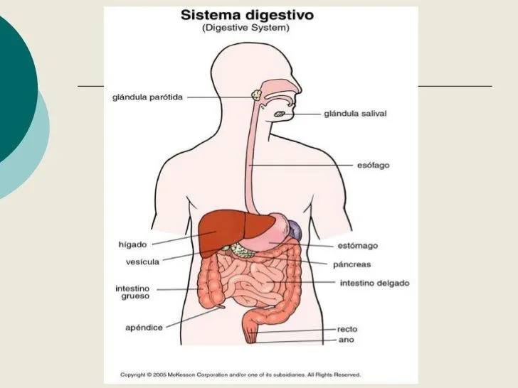 aparato-digestivo-5-728.jpg?cb ...
