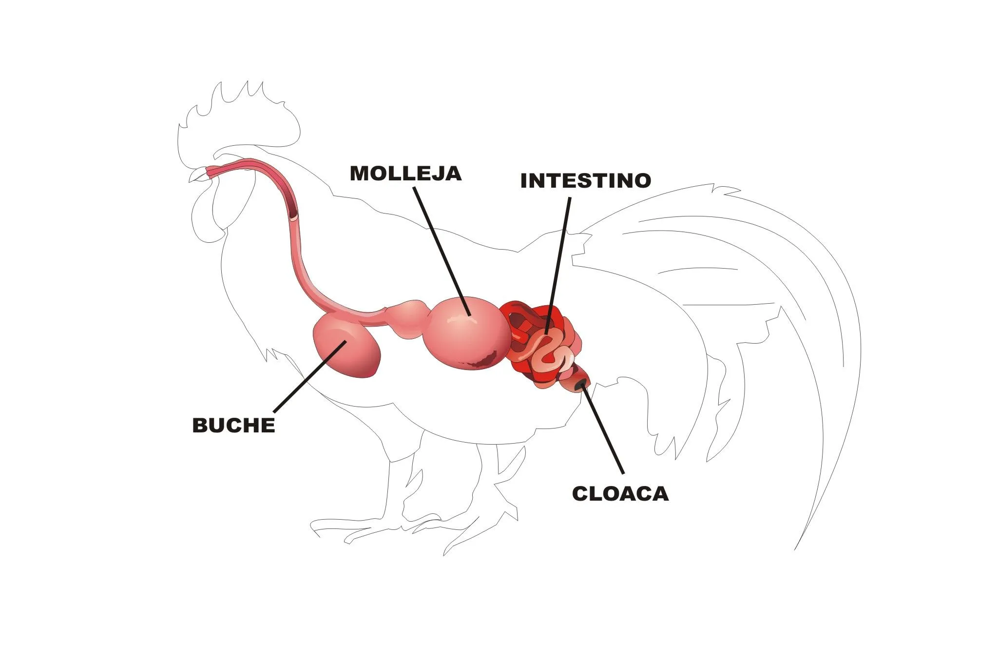 El Aparato Digestivo de las Aves | Plagda Infantil