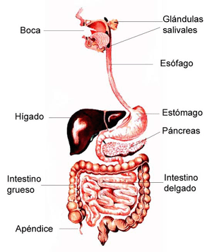 Blog Alumnado IES Bañaderos: El aparato digestivo