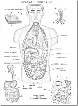 Imagen del sistema digestivo para colorear - Imagui