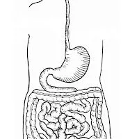 Dibujos para explicar el aparato digestivo
