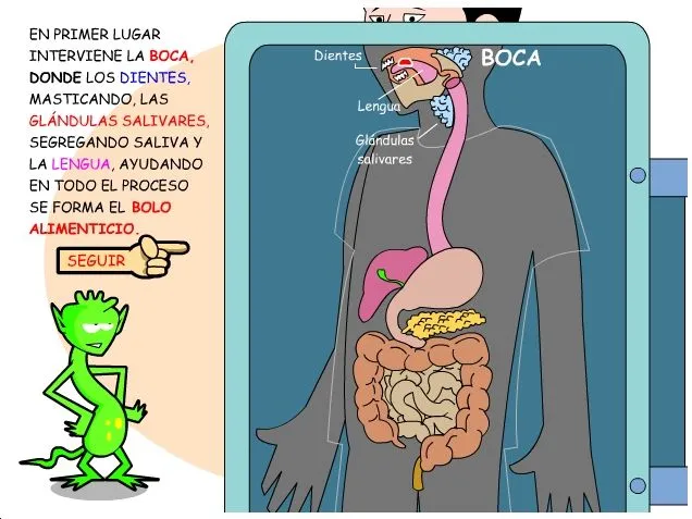  ... el proceso de la digestión en el aparato digestivo. Sólo está en