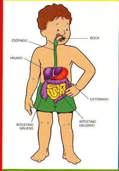 El Sistema Digestivo