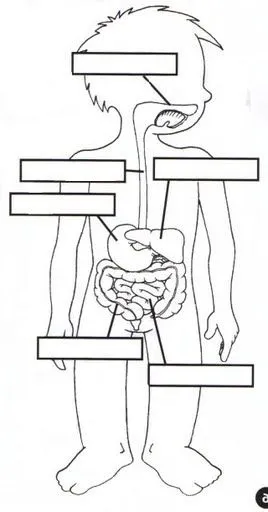 el aparato digestivo fichas infantiles del cuerpo humano para ...