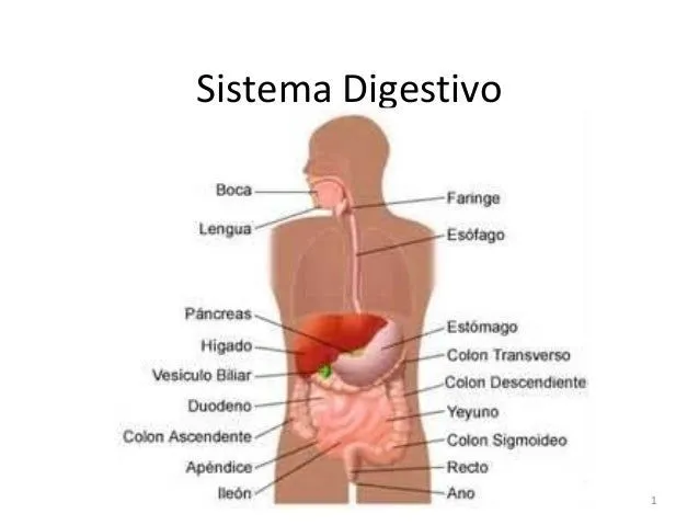 Aparato digestivo EN IMAGEN CON SUS PARTES EN INGLES - Imagui