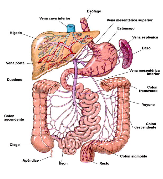 Partes del sistema digestivo en inglés - Imagui