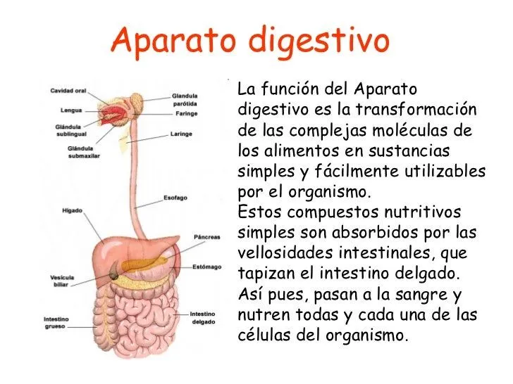 Aparato digestivo - Introducción