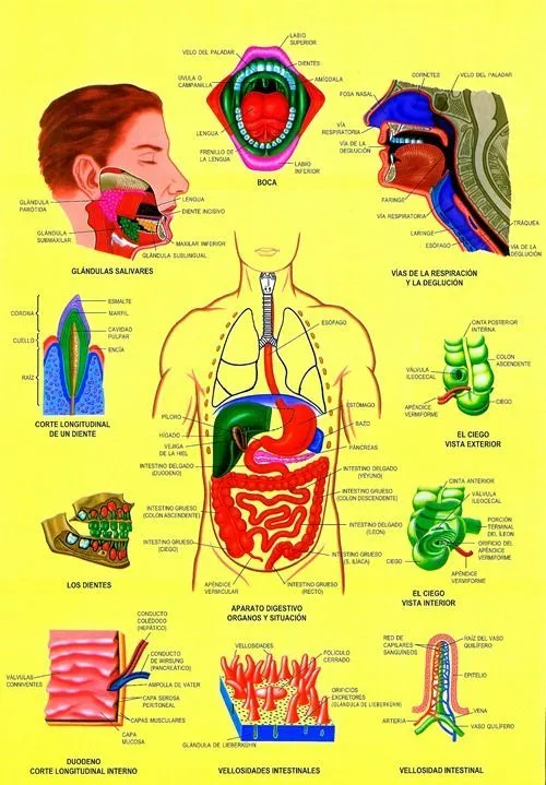 Lamina de sistema digestivo - Imagui