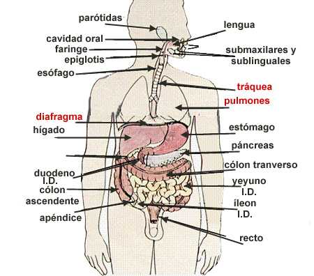 Aparato Digestivo - Monografias.com