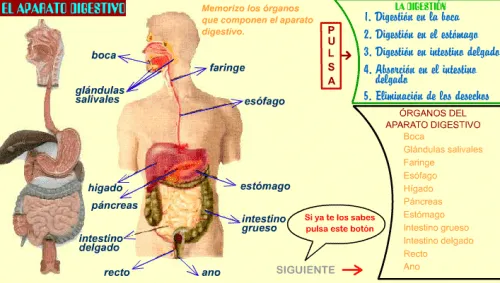 Del sistema digestivo para niños - Imagui