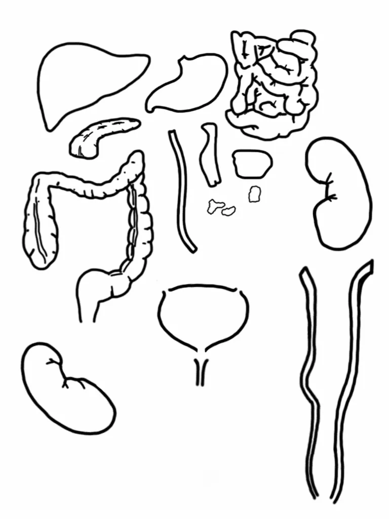 Dibujo para pintar del sistema digestivo - Imagui