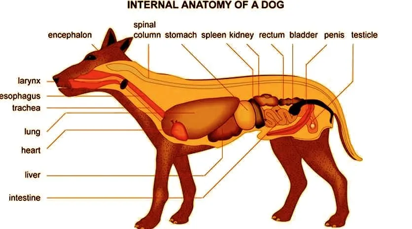 El aparato digestivo del perro « Zoología y Ciencia