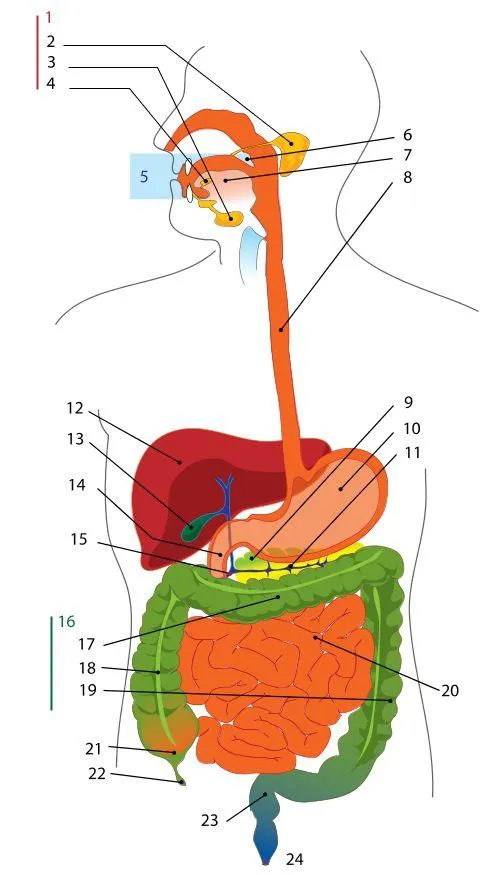Sistema digestivo para colorear con sus partes - Imagui