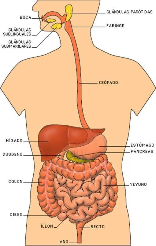 El aparato digestivo - Buena Salud