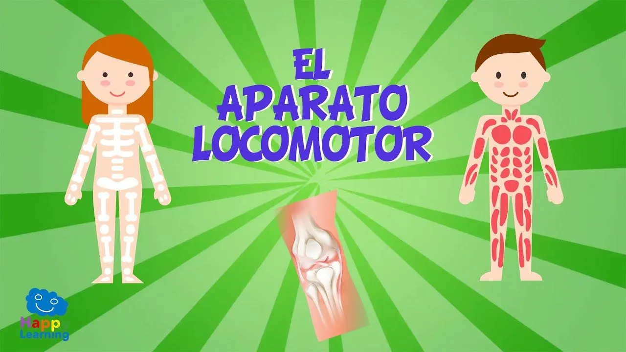 EL APARATO LOCOMOTOR | Vídeos Educativos para Niños - YouTube