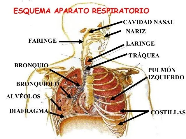 aparato-respiratorio-2-638.jpg ...