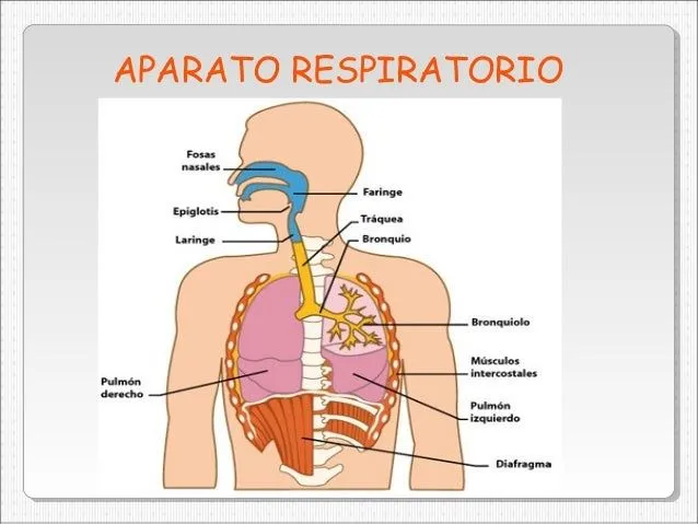 aparato-respiratorio-5-638.jpg ...