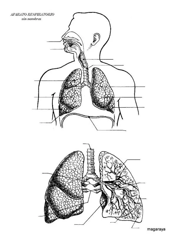 Imagenes para completar de sistema respiratorio - Imagui