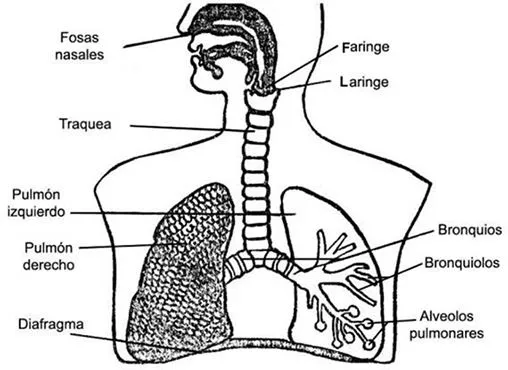 Una imagen del sistema respiratorio para imprimir - Imagui