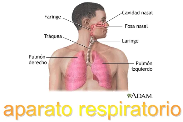 El aparato respiratorio - Monografias.com