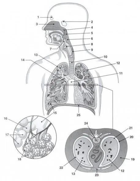 Esquema del sistema respiratorio humano sin nombres - Imagui