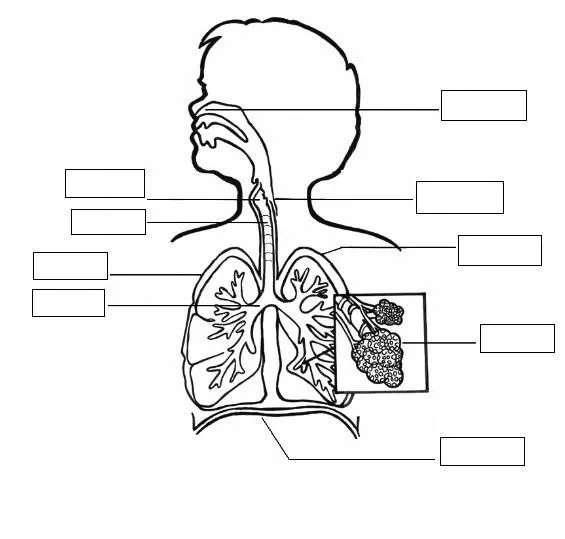 El aparato respiratorio GRANDE PARA COLOREAR SIN NOMBRES - Imagui