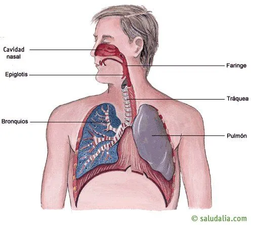 Imagen del sistema respiratorio sin los nombres - Imagui