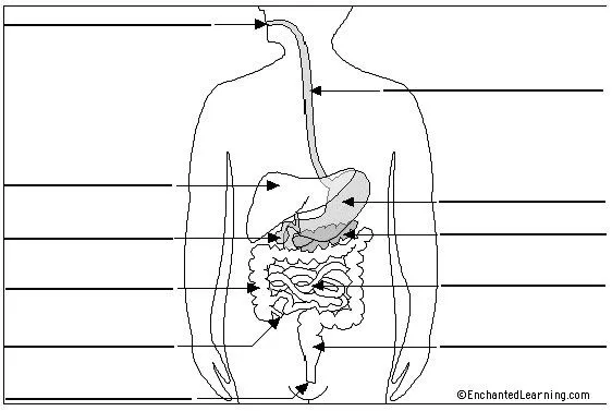Sistema digestivo con nombres para colorear - Imagui