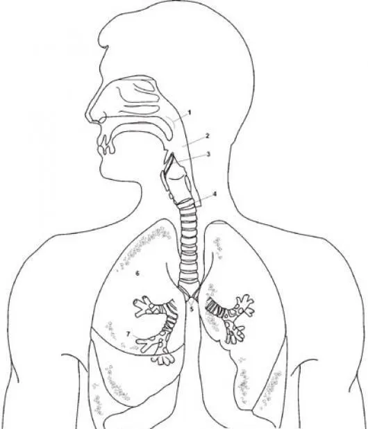 aparell respiratori fletxes | El cos humà | Pinterest