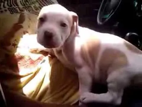 APBT American Pitbull Terrier Cachorro Blanco Manchado - YouTube