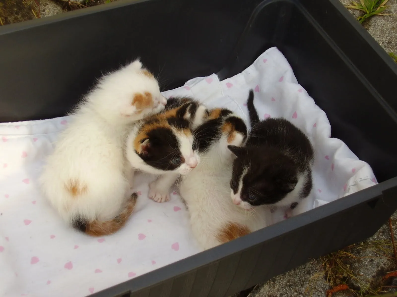 Gatos bebés para dar