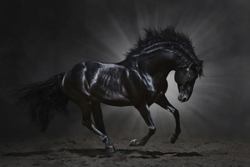 El Apocalipsis: el jinete del caballo negro | Universal