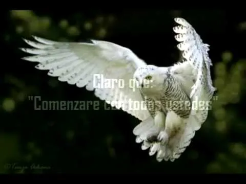 Apoyo y Contacto "EL BUHO BLANCO" - YouTube