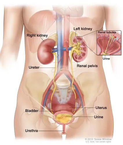 Apparato urinario (escretore), reni, vie urinarie (urinifere) e ...