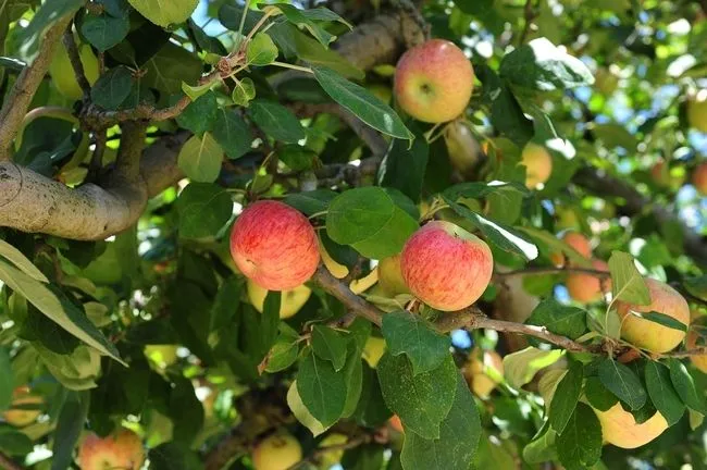 Hay que apreciar las manzanas Gravenstein - Blog de Alimentos ...