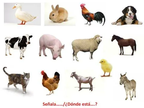 Apredemos los animales domésticos prueba léxico semántica - YouTube