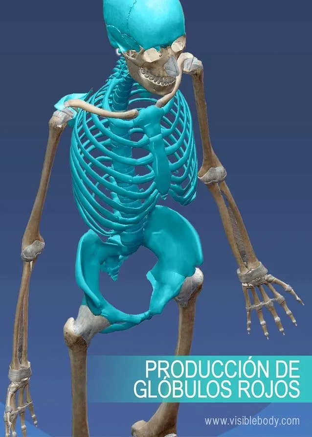 Aprenda anatomía del esqueleto | Reseña general del esqueleto