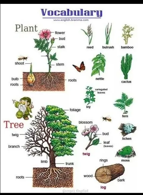 Aprendamos ingles juntos!: Plants' parts.
