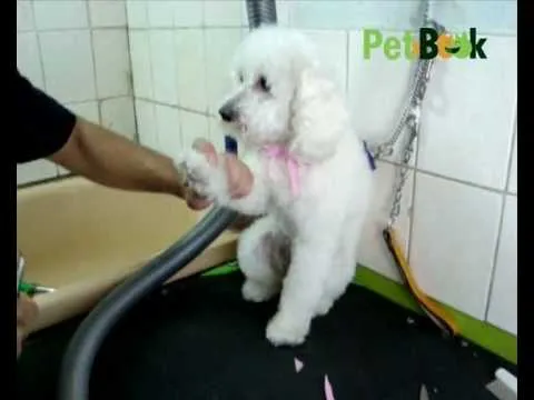 Aprende a cortarle las uñas a tu perro - YouTube