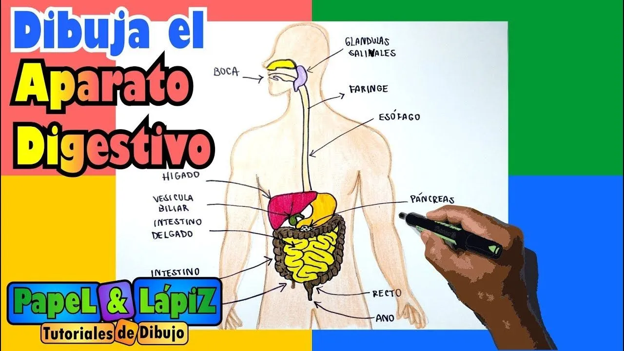Aprende a dibujar y pintar el sistema digestivo - YouTube