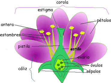 Dibujar una flor con sus partes - Imagui