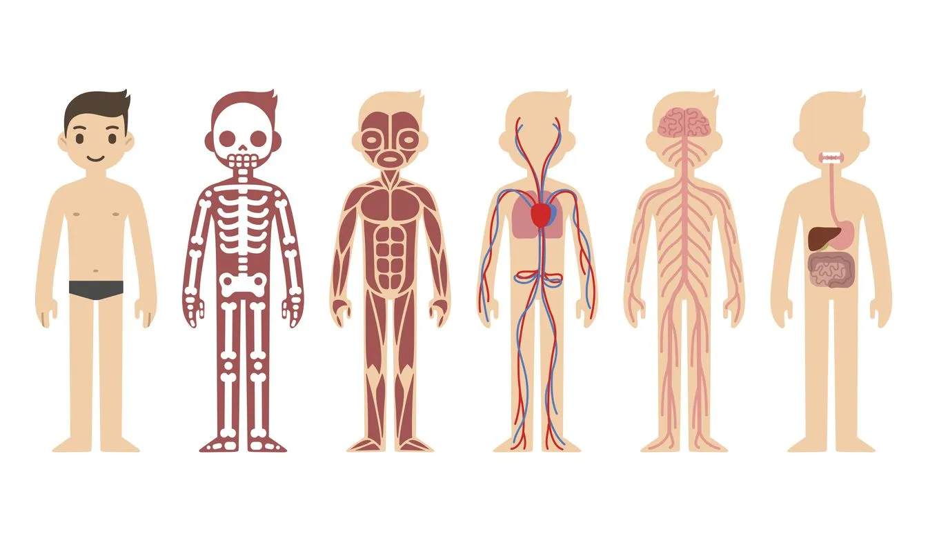 Aprende a reconocer las partes del cuerpo humano y sus funciones | VIU  Internacional