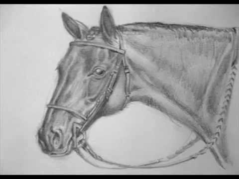 Cómo aprender a dibujar caballos - Método Schwatz . - YouTube