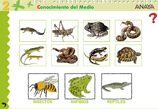APRENDER ES DIVERTIDO 1º Y 2º: Los insectos, anfibios y reptiles.