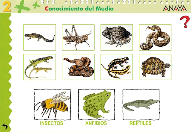 APRENDER ES DIVERTIDO 1º Y 2º: Los insectos, anfibios y reptiles. APRENDER ES DIVERTIDO 1º Y 2º: Los insectos, anfibios y reptiles.