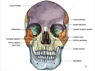 ESO - Aprender es fácil: Huesos de la cabeza