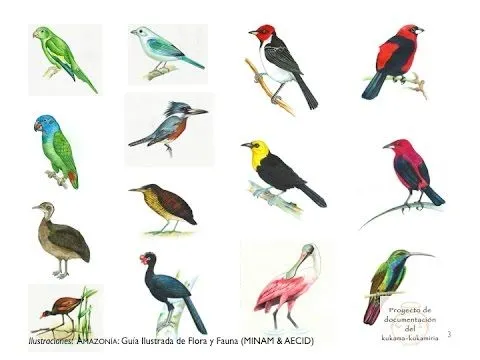 10 nombres de aves - Imagui