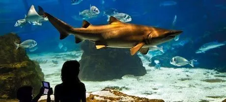 Aquarium de Barcelona. Parque temático marino para niños