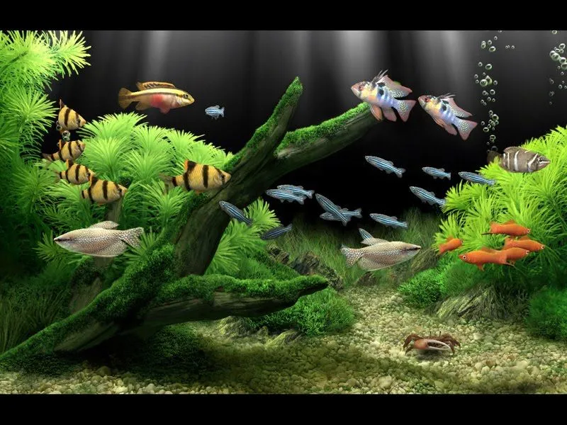  aquarium v1 7 idioma ingles licencia gratis 5 43mb dream aquarium 3d ...